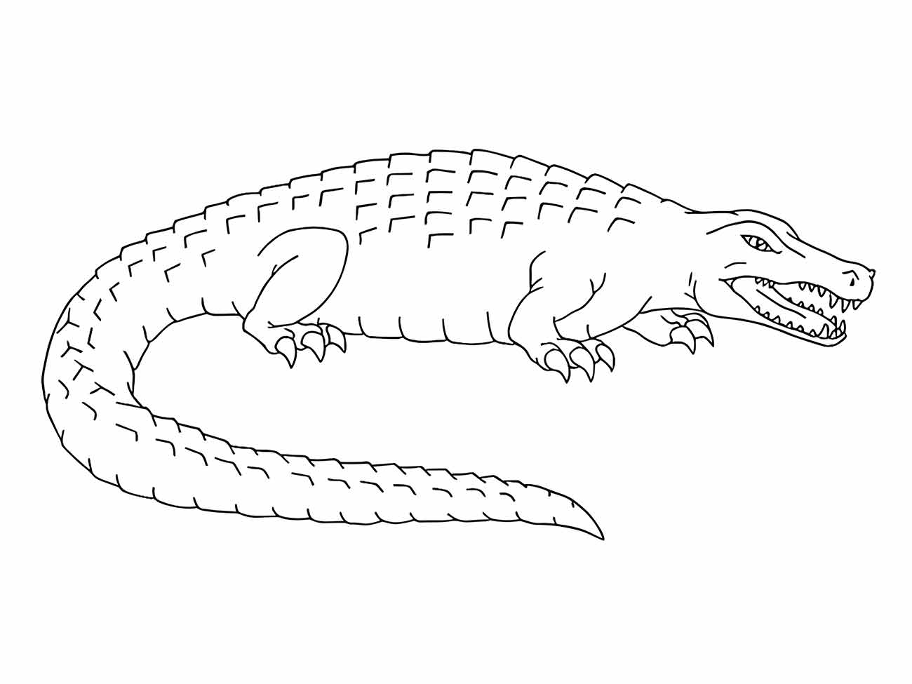 Alligator coloring page (37)