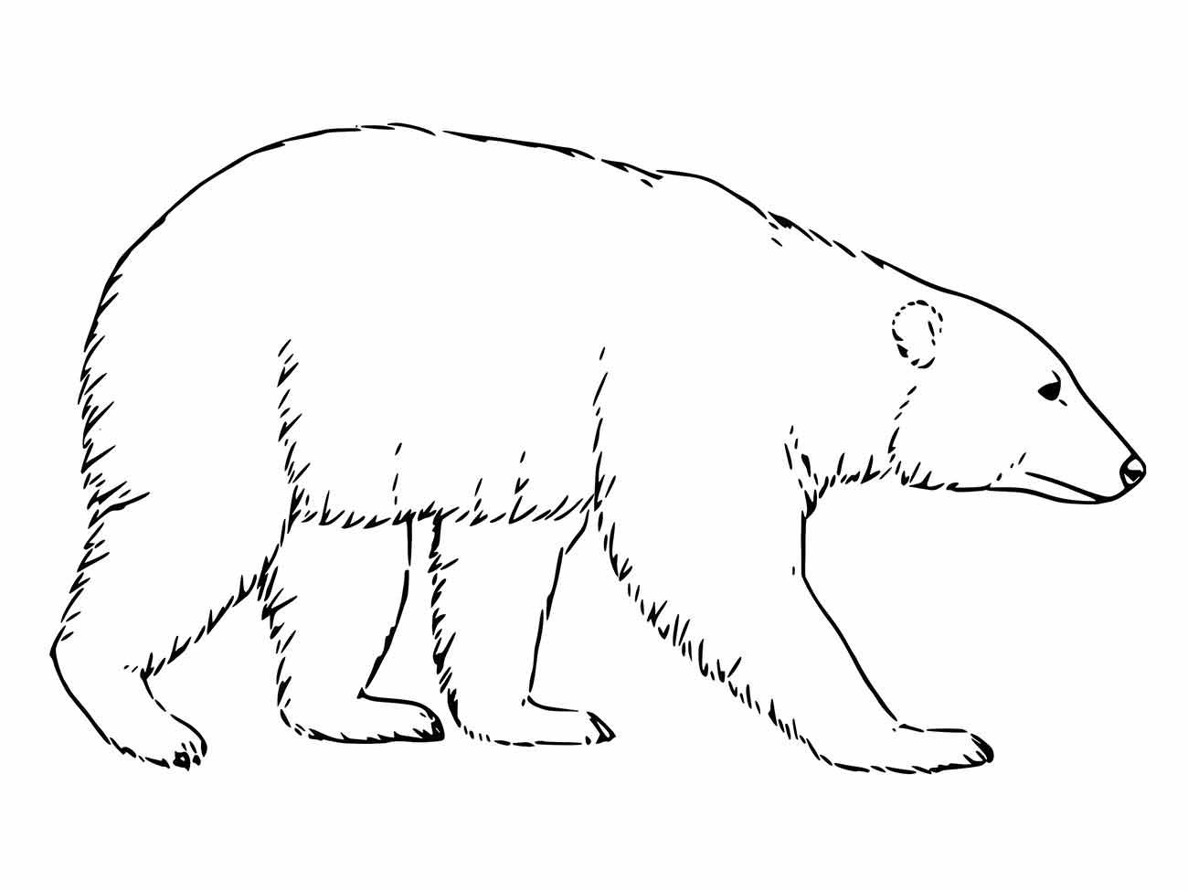 Bear coloring page (20)