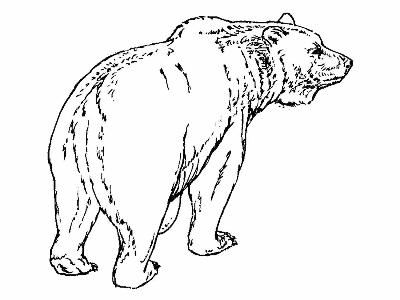 Bear coloring page (21)