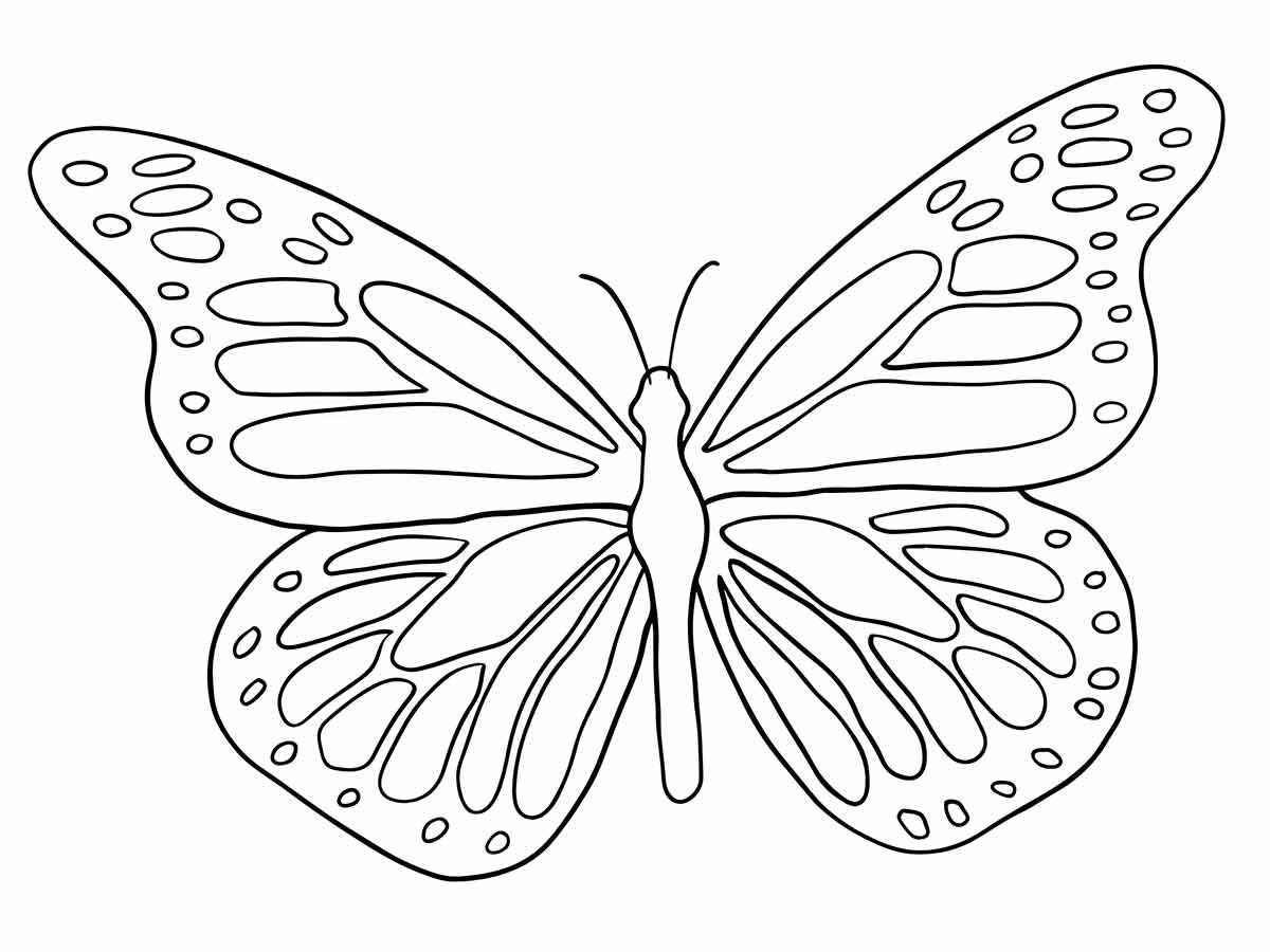 Butterflies coloring page (20)