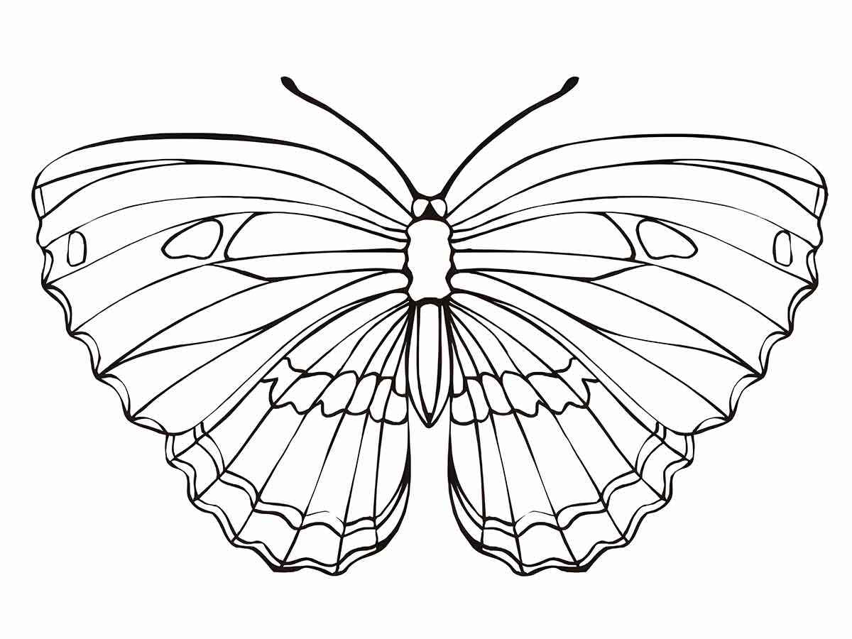 Butterflies coloring page (22)