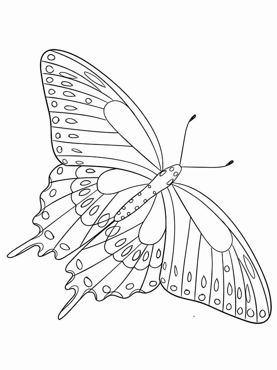 Butterflies coloring page (24)