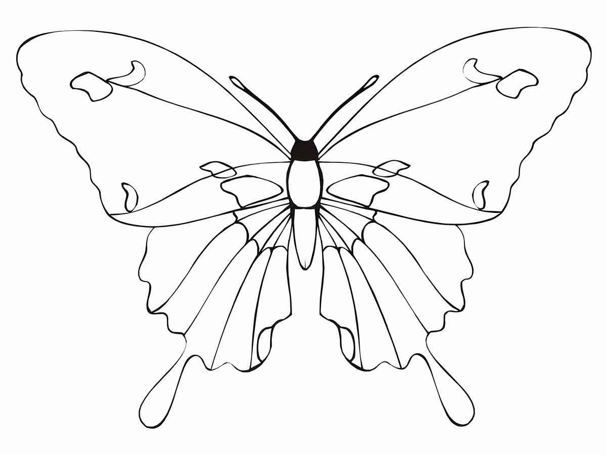 Butterflies coloring page (26)