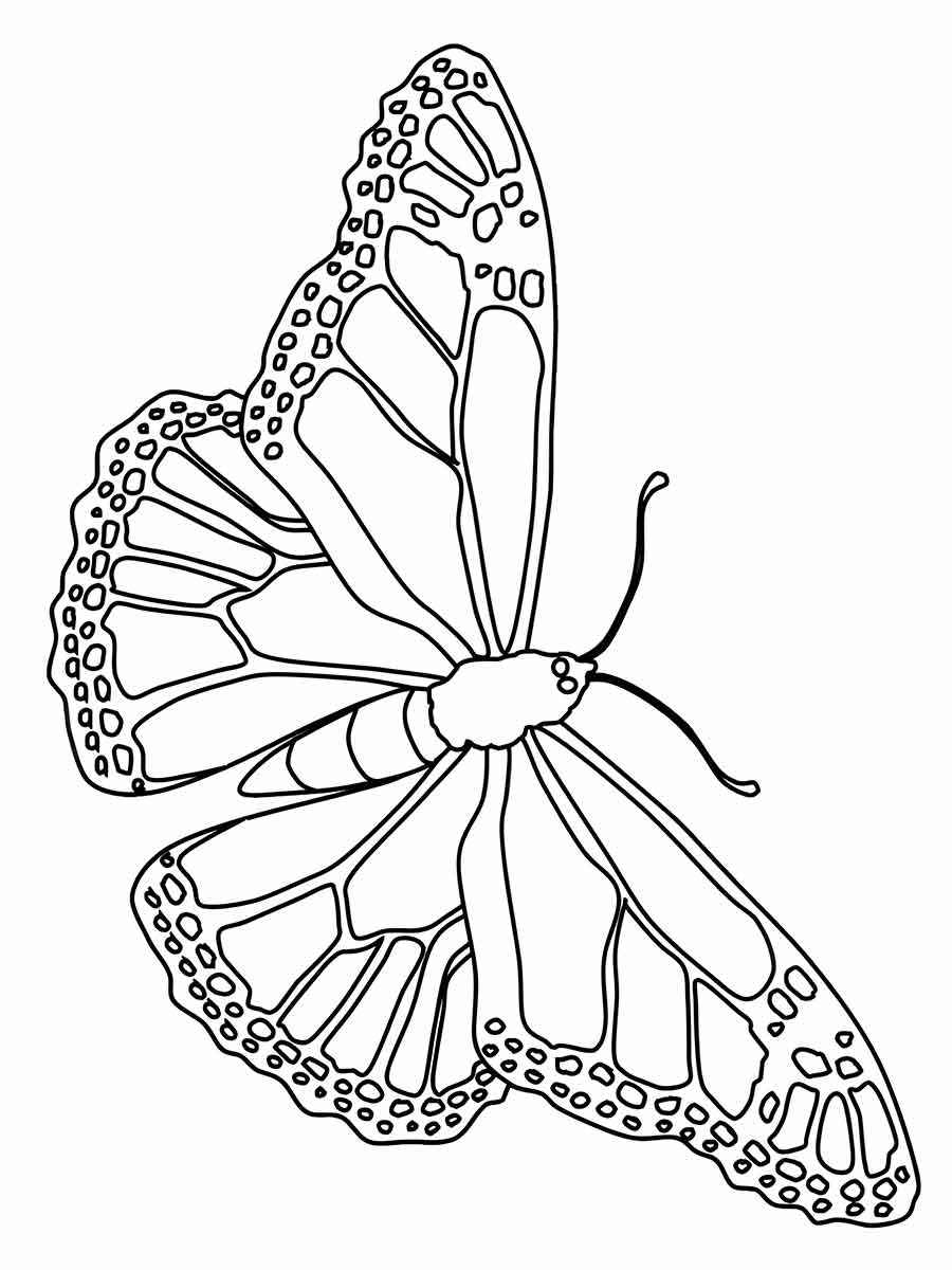 Butterflies coloring page (31)