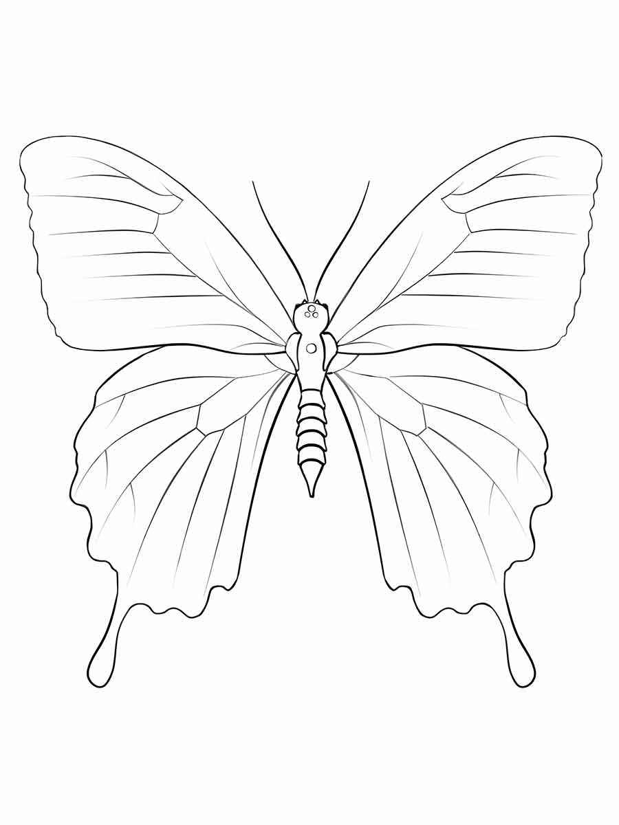 Butterflies coloring page (34)