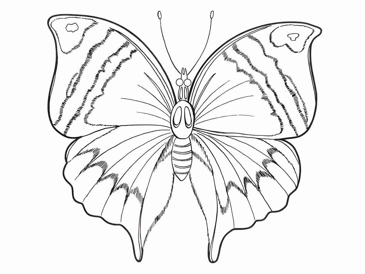 Butterflies coloring page (35)