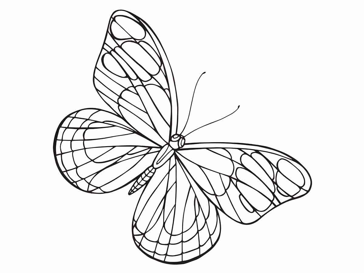 Butterflies coloring page (41)