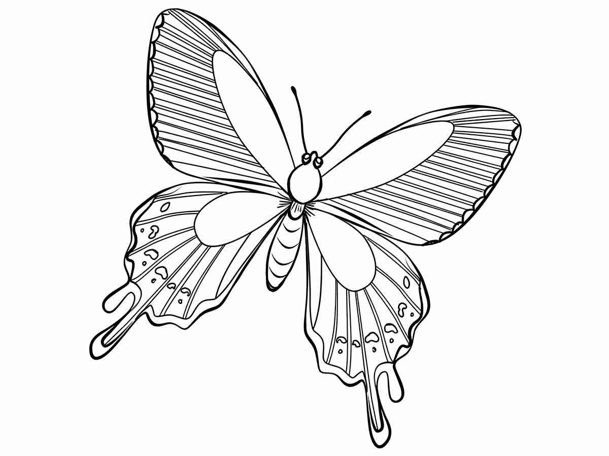 Butterflies coloring page (42)