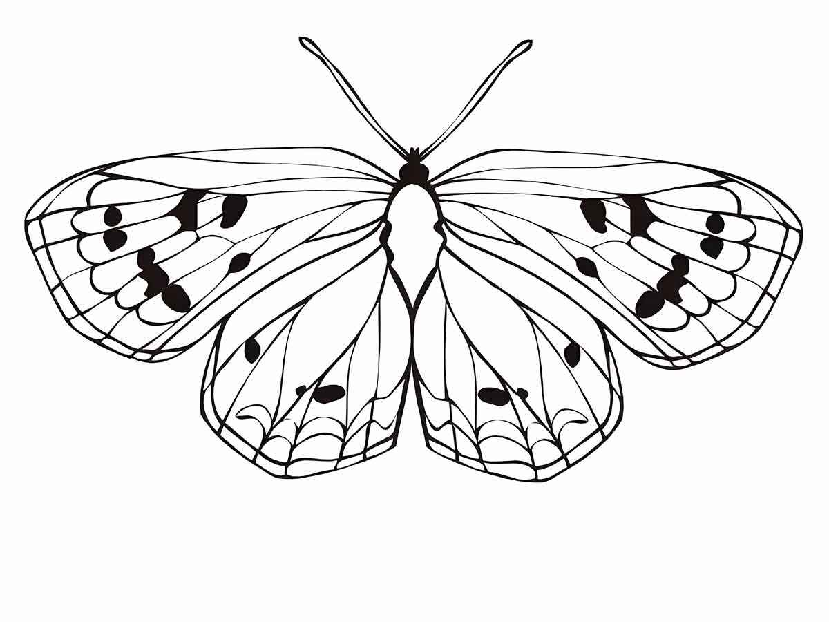 Butterflies coloring page (46)