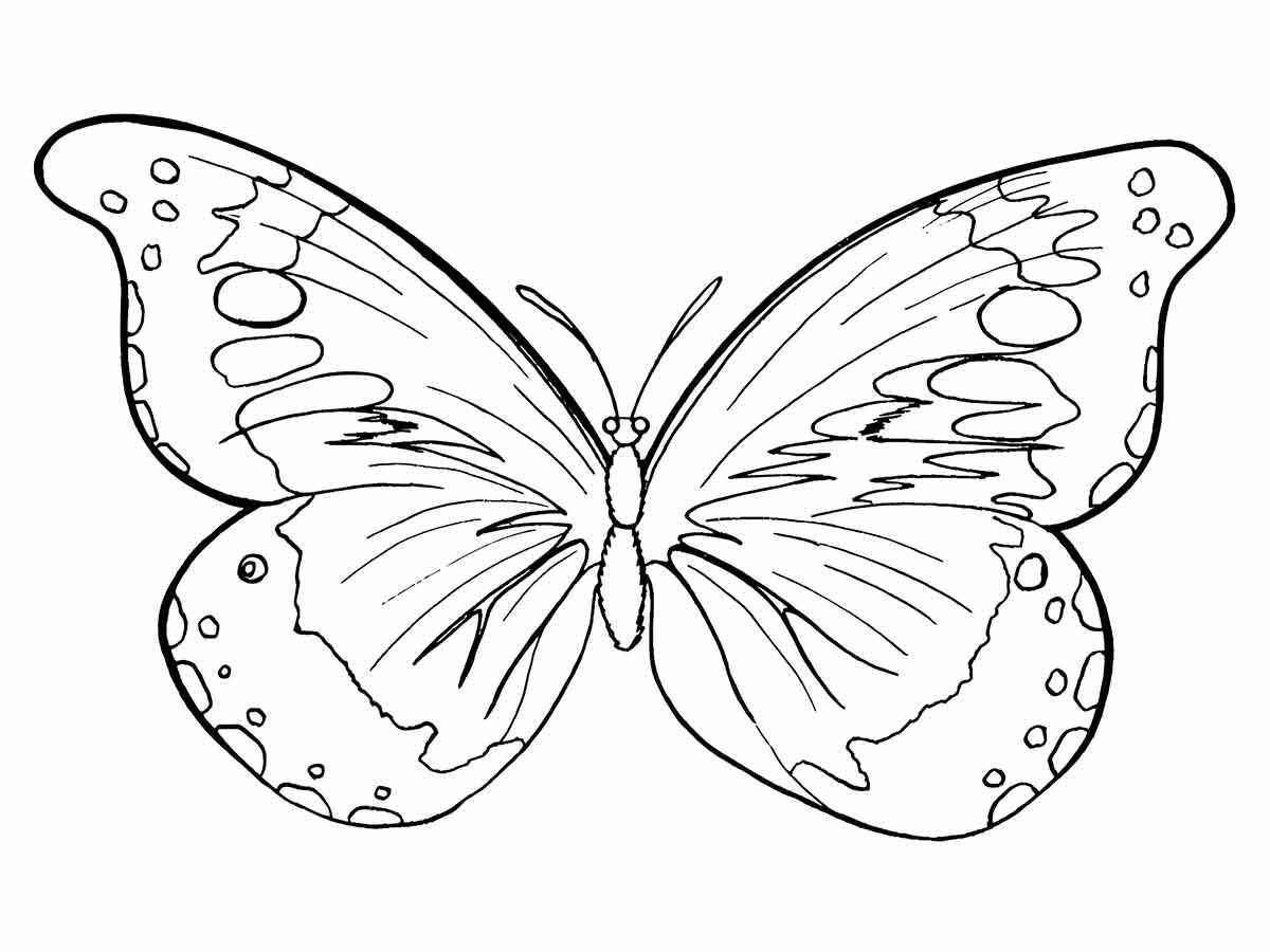 Butterflies coloring page (49)