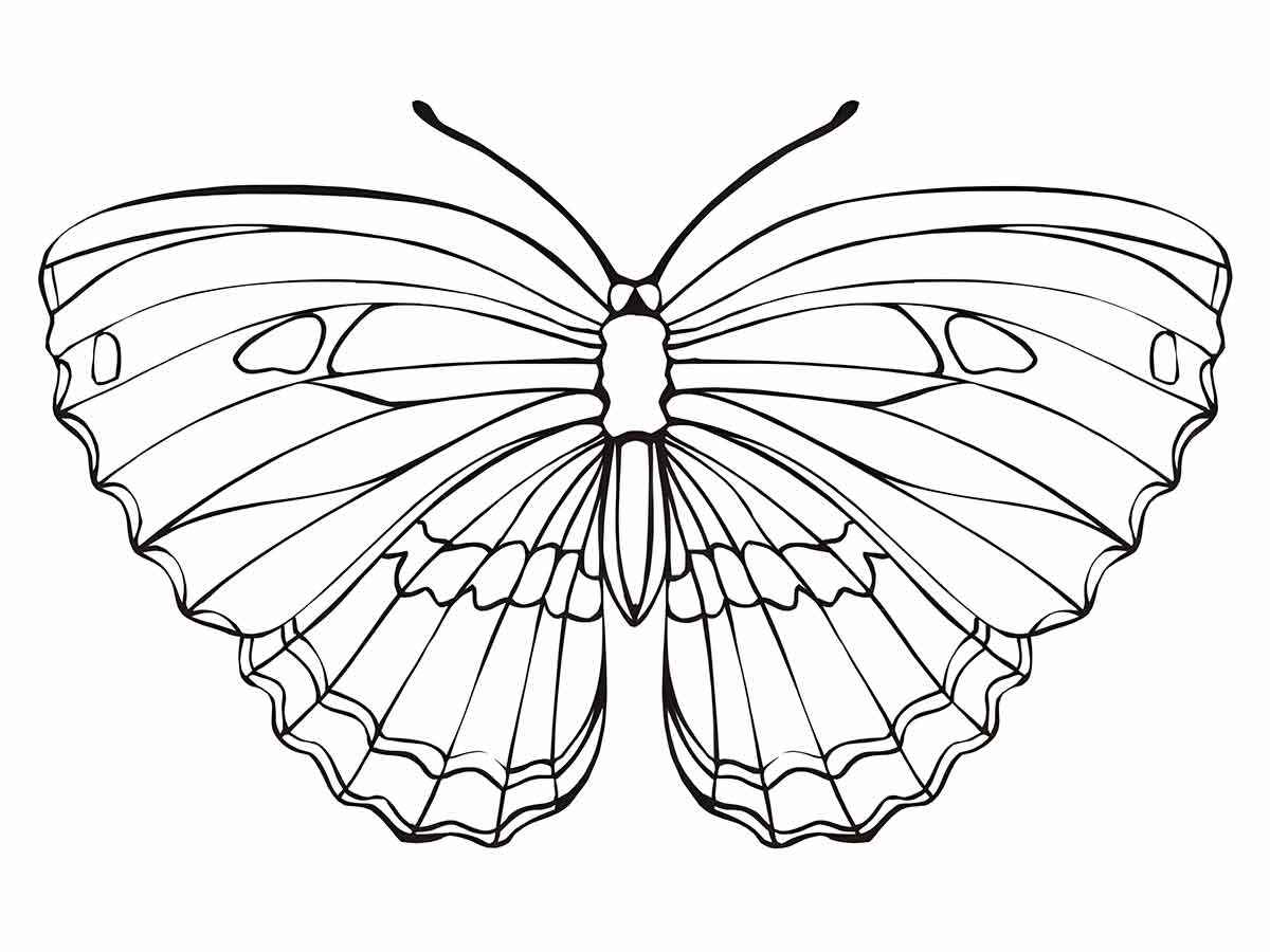 Butterflies coloring page (52)