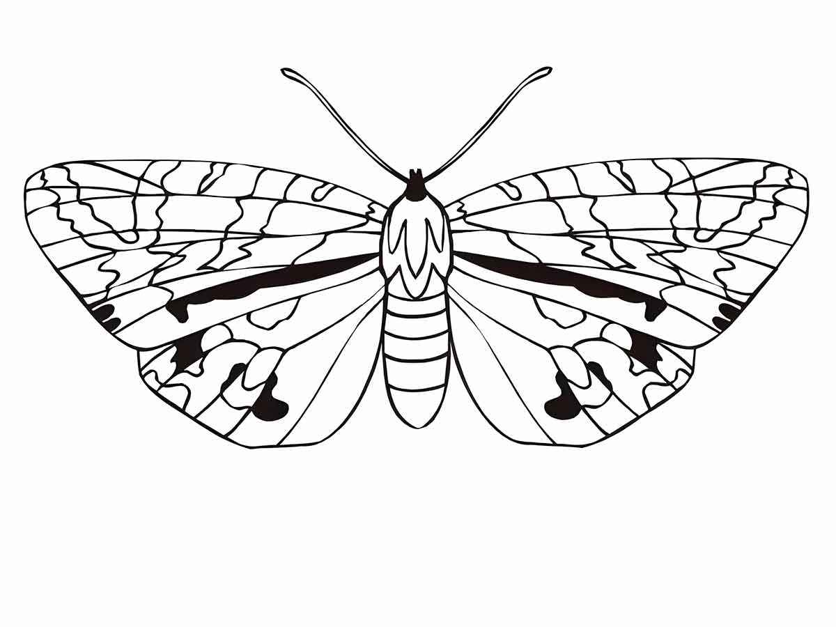 Butterflies coloring page (53)