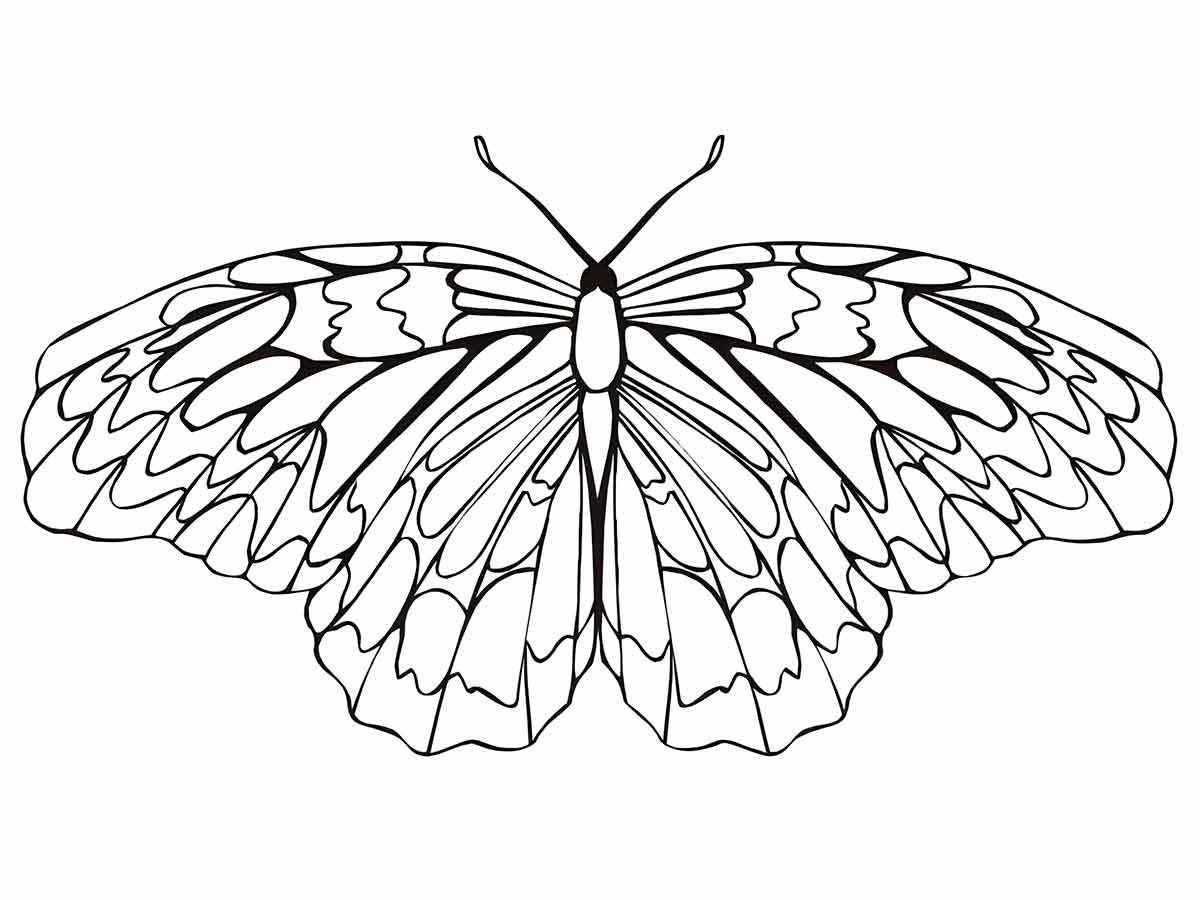 Butterflies coloring page (59)