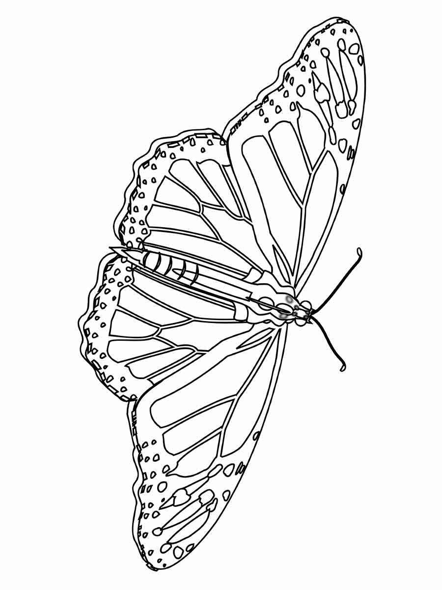 Butterflies coloring page (60)