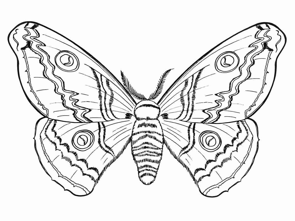 Butterflies coloring page (65)