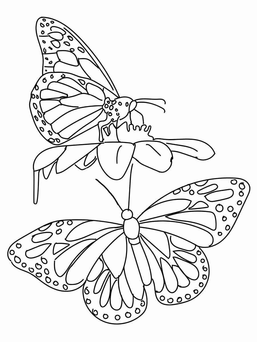 Butterflies coloring page (77)