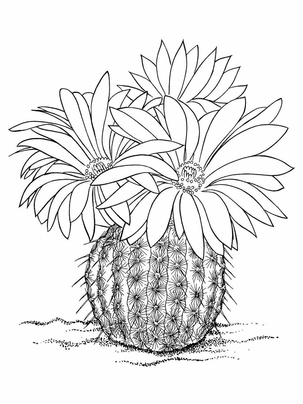 Cacti coloring page (15)