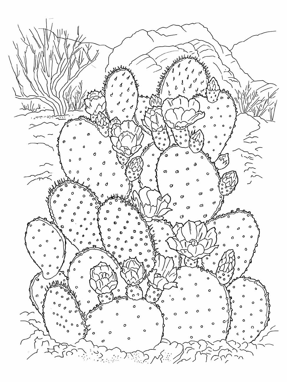 Cacti coloring page (25)