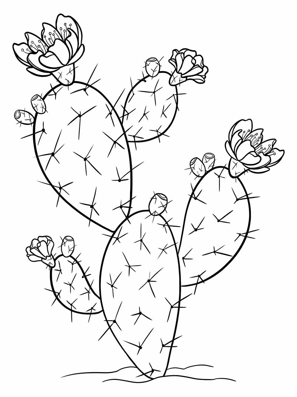 Cacti coloring page (3)