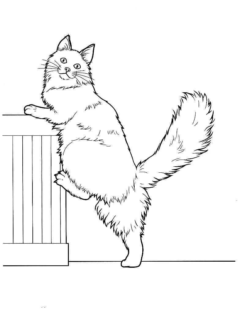 Cats for Kids coloring page (40)