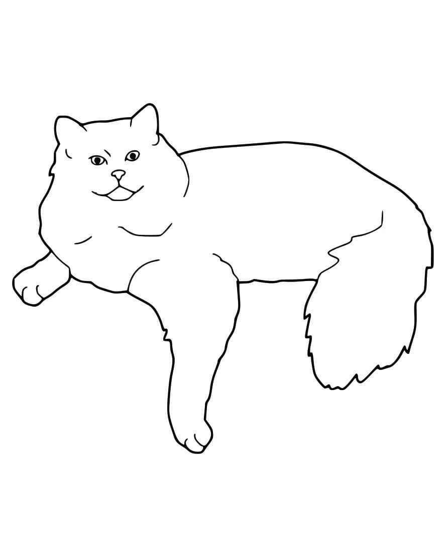 Cats for Kids coloring page (42)