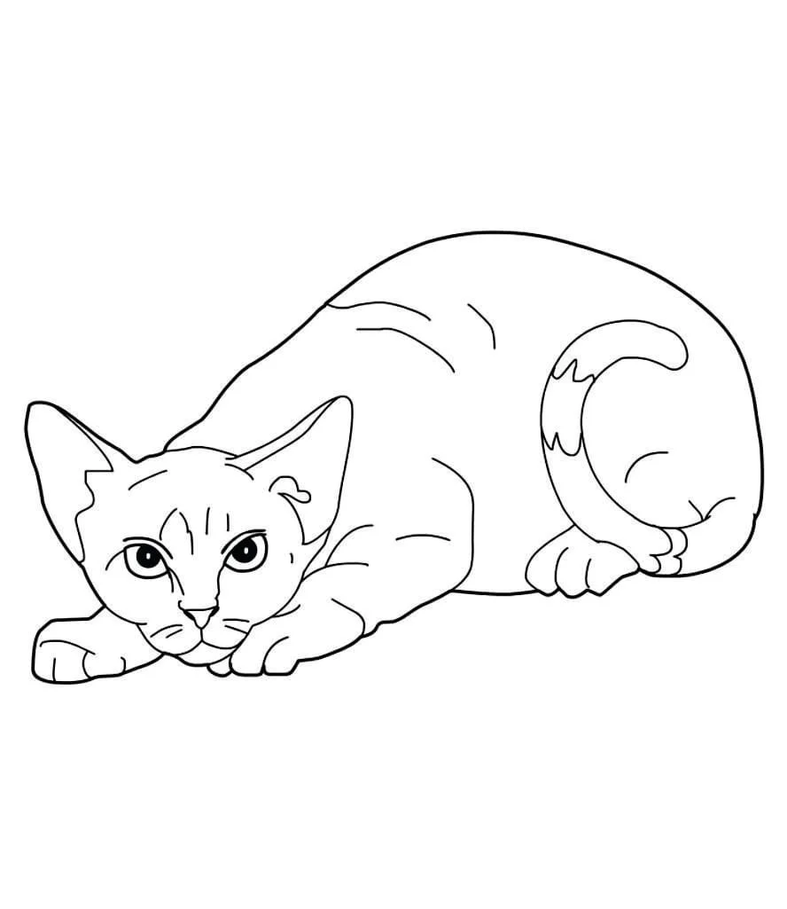 Cats for Kids coloring page (44)