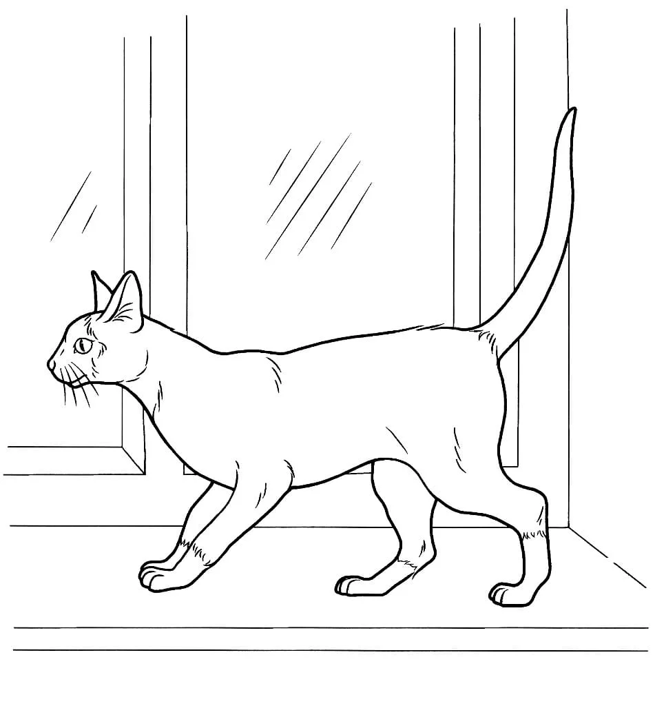 Cats for Kids coloring page (46)