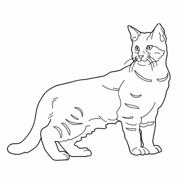 Cats for Kids coloring page (48)