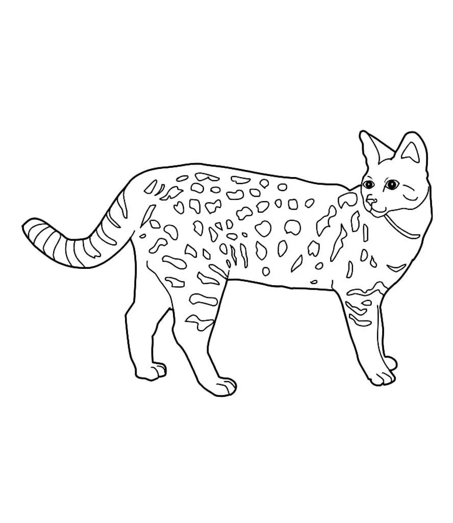 Cats for Kids coloring page (53)