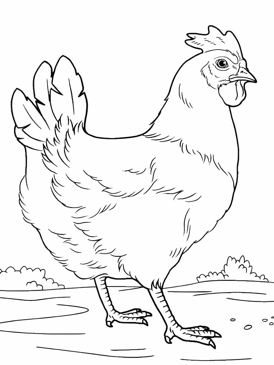 Chicken coloring page (11)