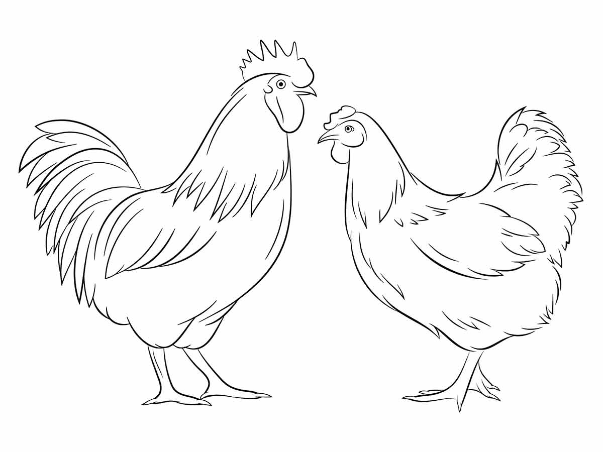 Chicken coloring page (22)