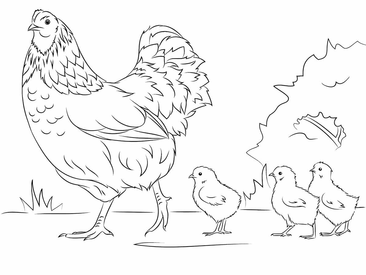 Chicken coloring page (24)