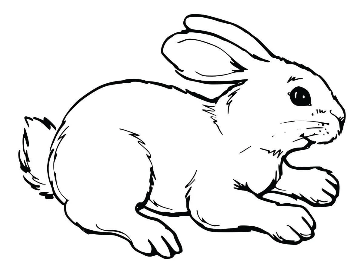 Coloring Pages for Kids (5)