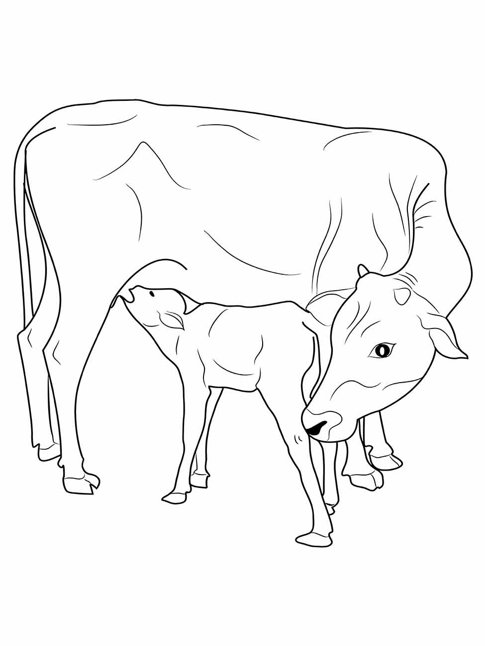 Cow coloring page (14)