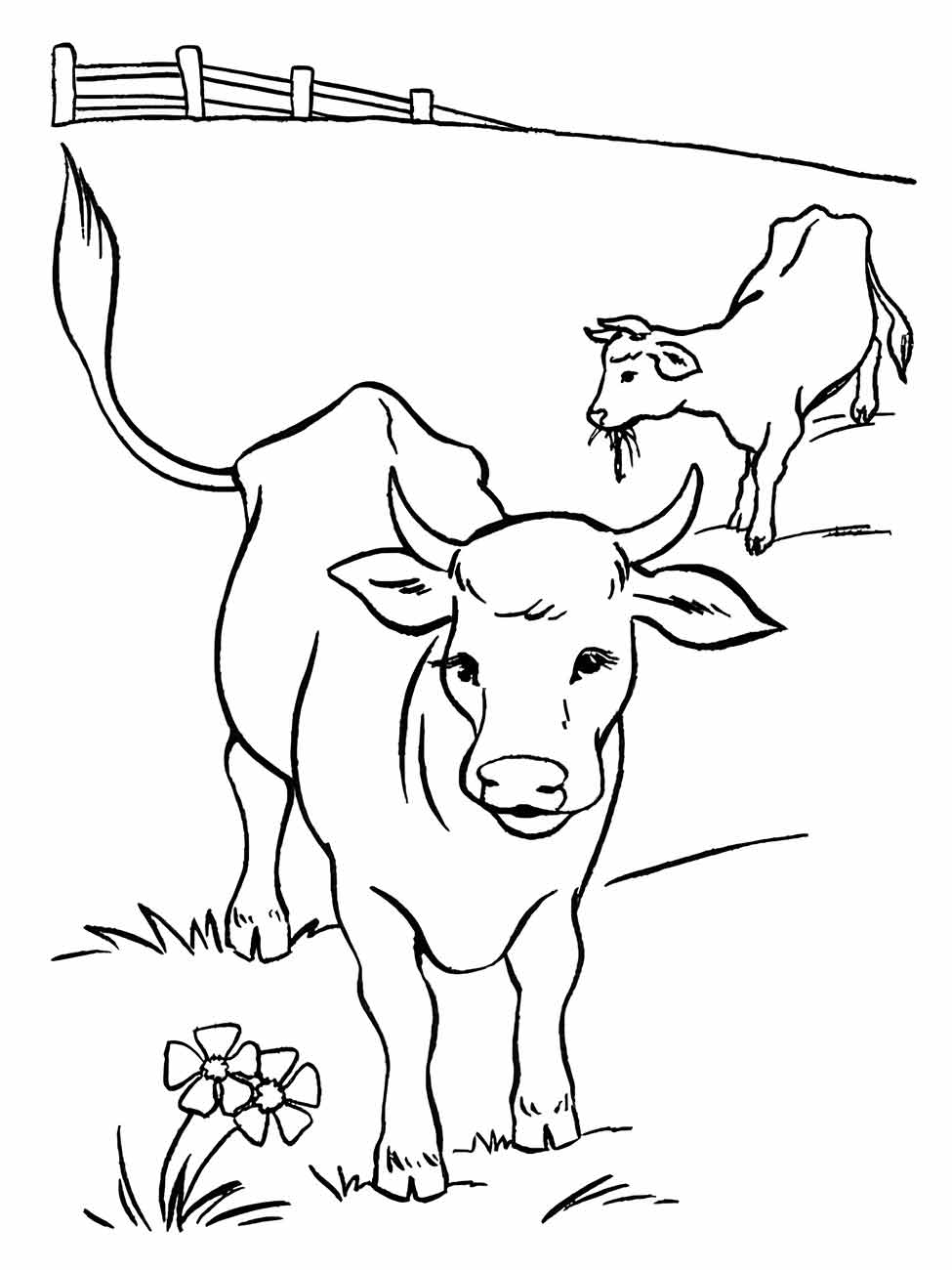 Cow coloring page (19)