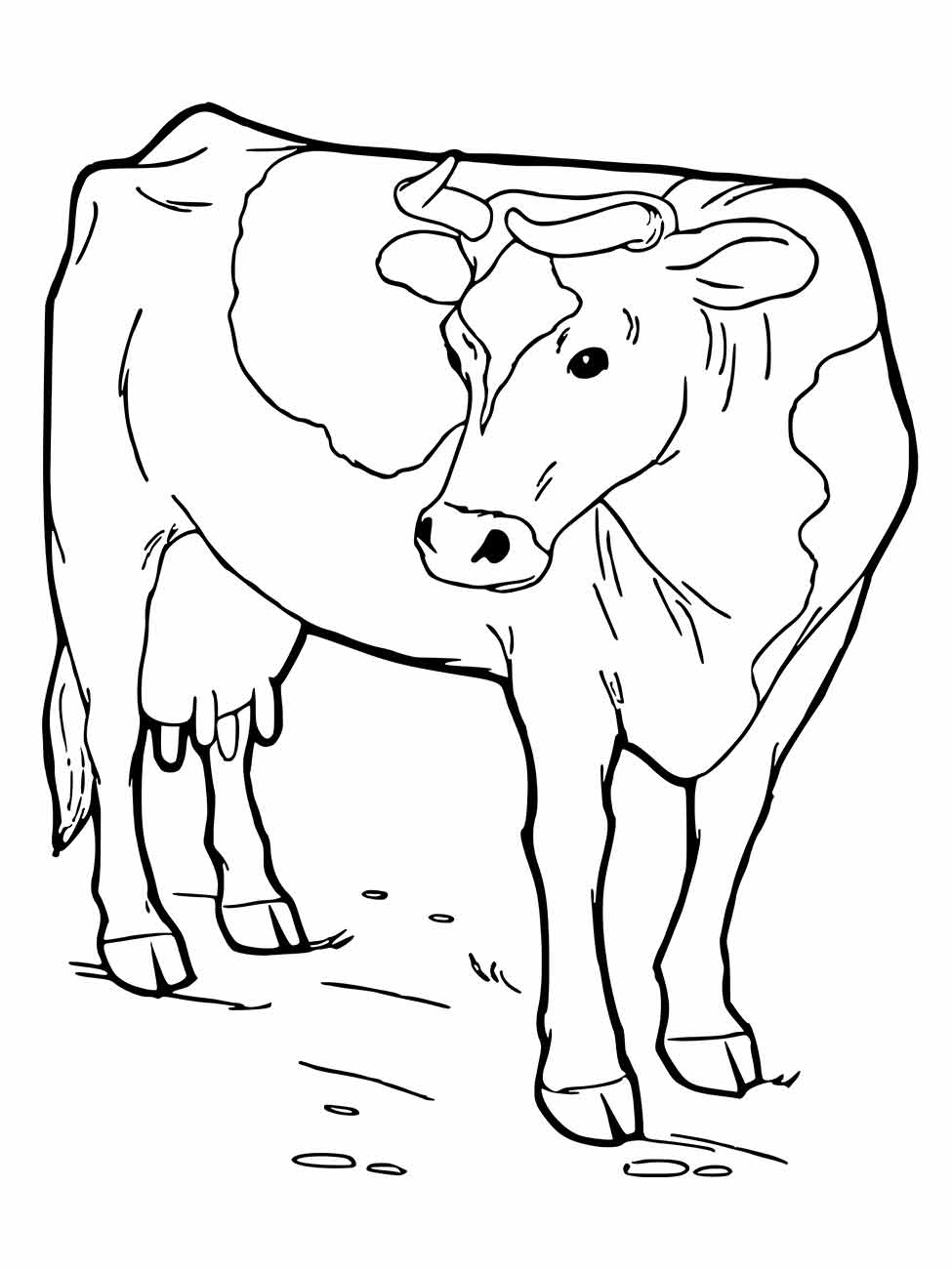 Cow coloring page (28)