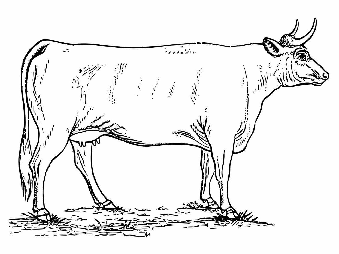 Cow coloring page (34)