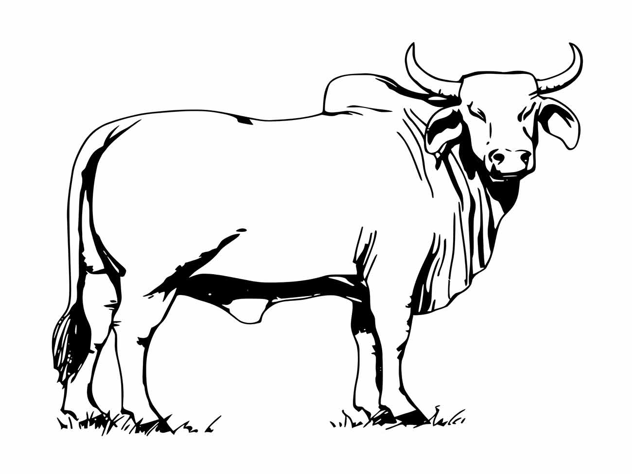 Cow coloring page (35)