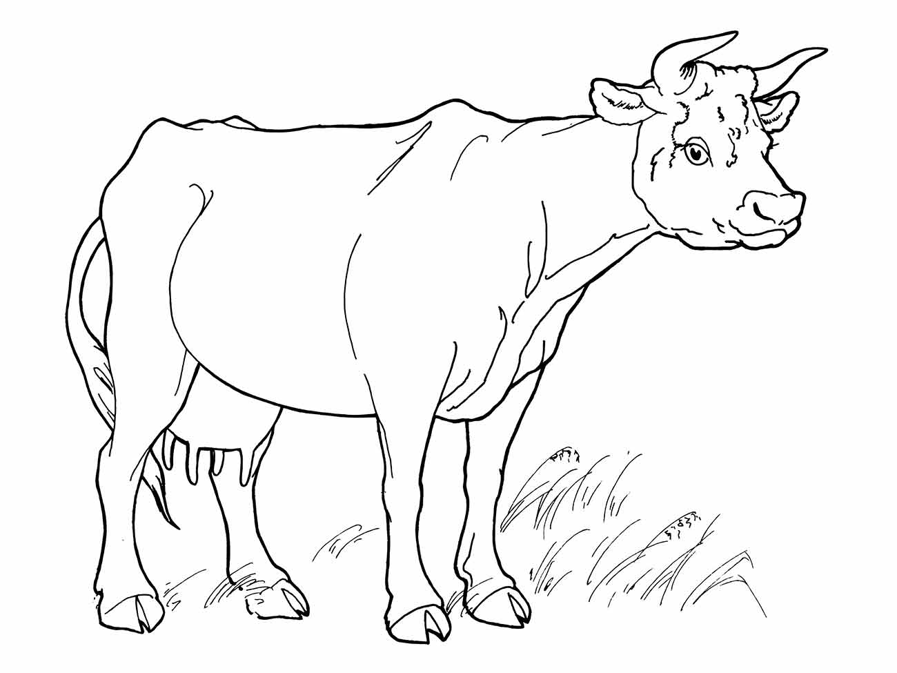 Cow coloring page (39)