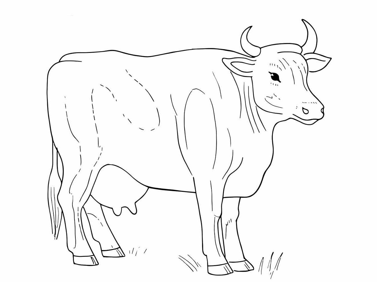 Cow coloring page (43)