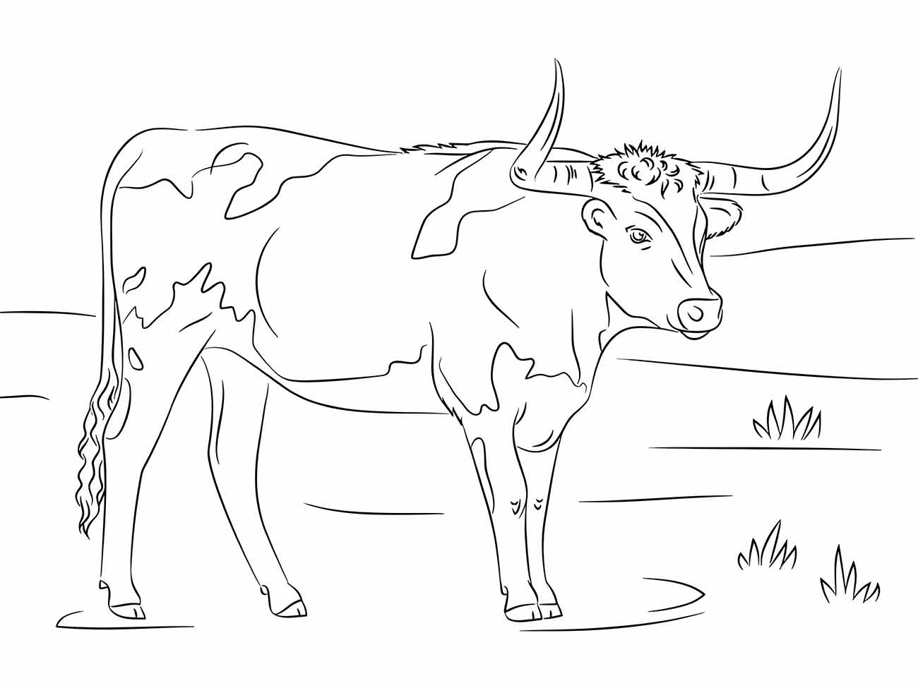 Cow coloring page (45)