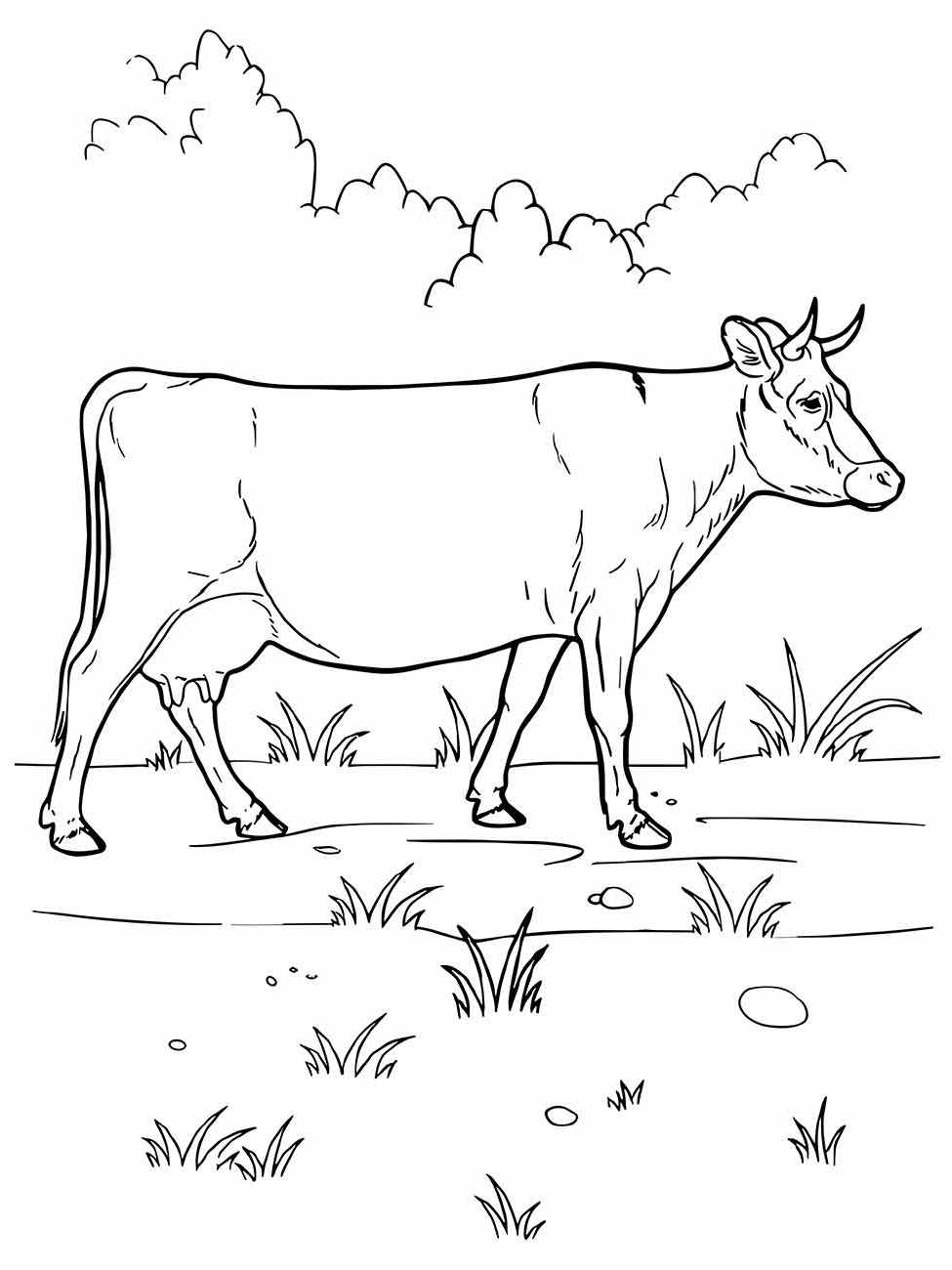 Cow coloring page (52)