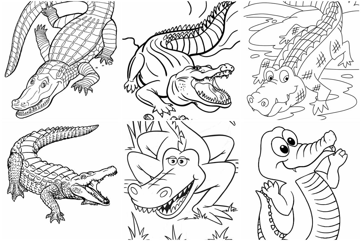 Alligator coloring pages