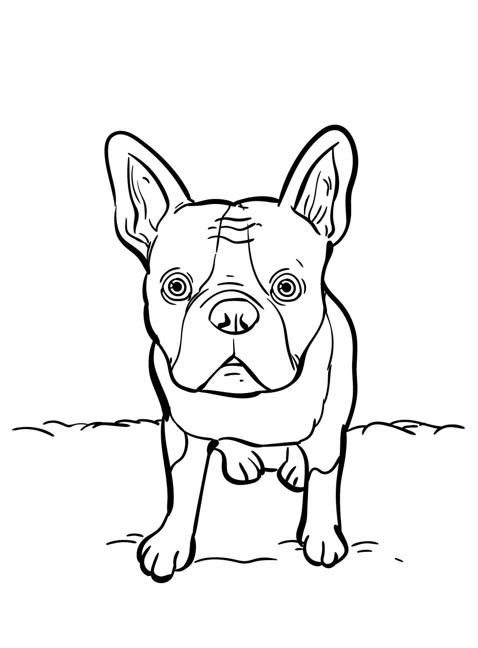 Dog Coloring page (47)