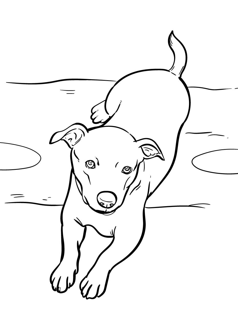 Dog Coloring page (52)