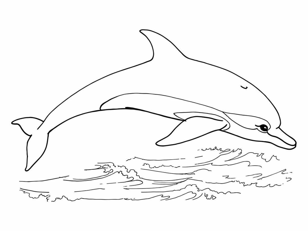 Dolphins coloring page (13)