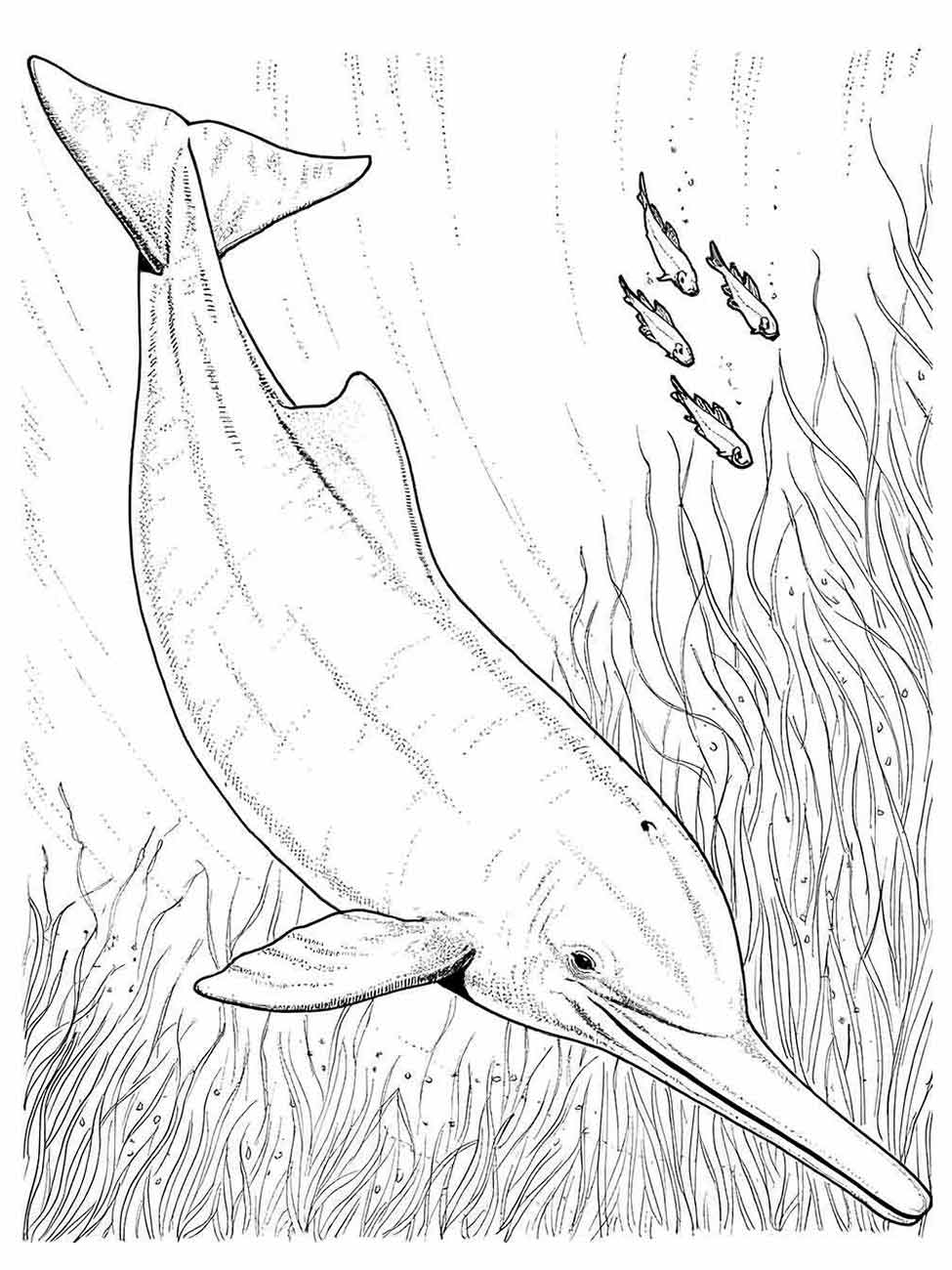 Dolphins coloring page (24)