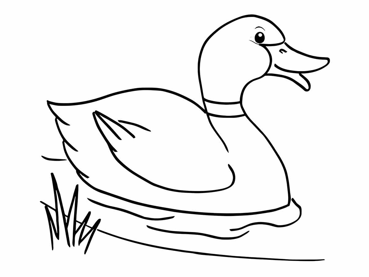 Duck coloring page (22)