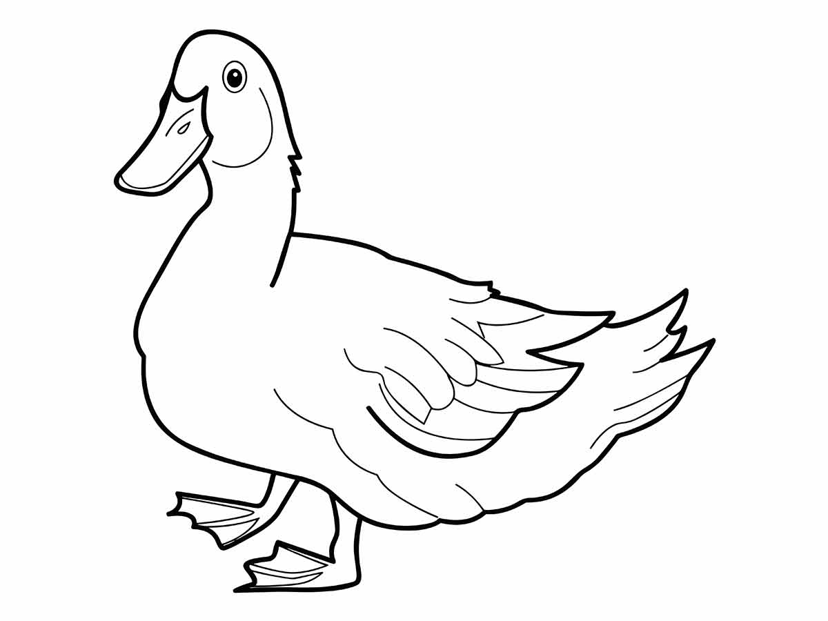 Duck coloring page (23)