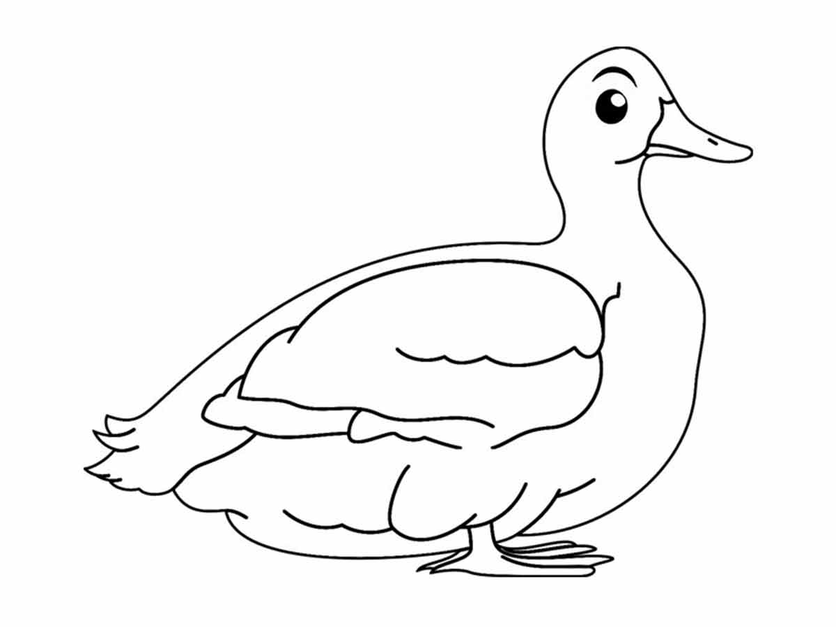 Duck coloring page (24)